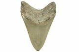 Serrated, Fossil Megalodon Tooth - North Carolina #294549-1